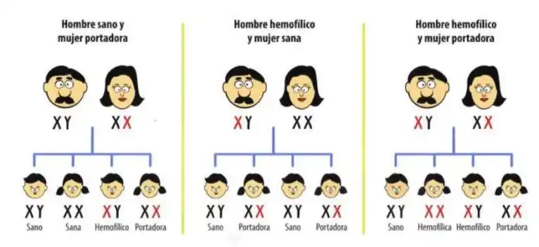 hemofilia infoFEDHEMO 768x352 1