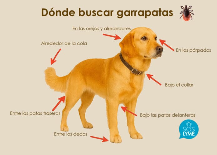 infografía perro garrapatas