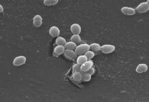 Una bacteria «apaga» las defensas del organismo y complica las infecciones crónicas
