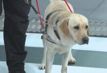 Perros guía, el derecho a acompañar sin límites perros guia