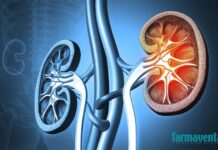 Un estudio del IRBLleida identifica una nueva diana terapéutica para proteger el riñón en caso de obesidad enfermedad renal cronica