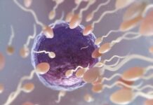 Los endocrinólogos alertan de que más de 2.000 sustancias pueden alterar el sistema hormonal