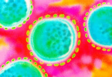 Estos son los proyectos en desarrollo para combatir el hantavirus hantavirus