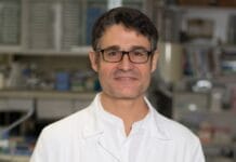Descubren una nueva función clave de una proteína en el desarrollo del cerebro Joaquin Egea