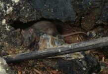Casos de hantavirus y tuberculosis: ¿Deberíamos preocuparnos? hantavirus